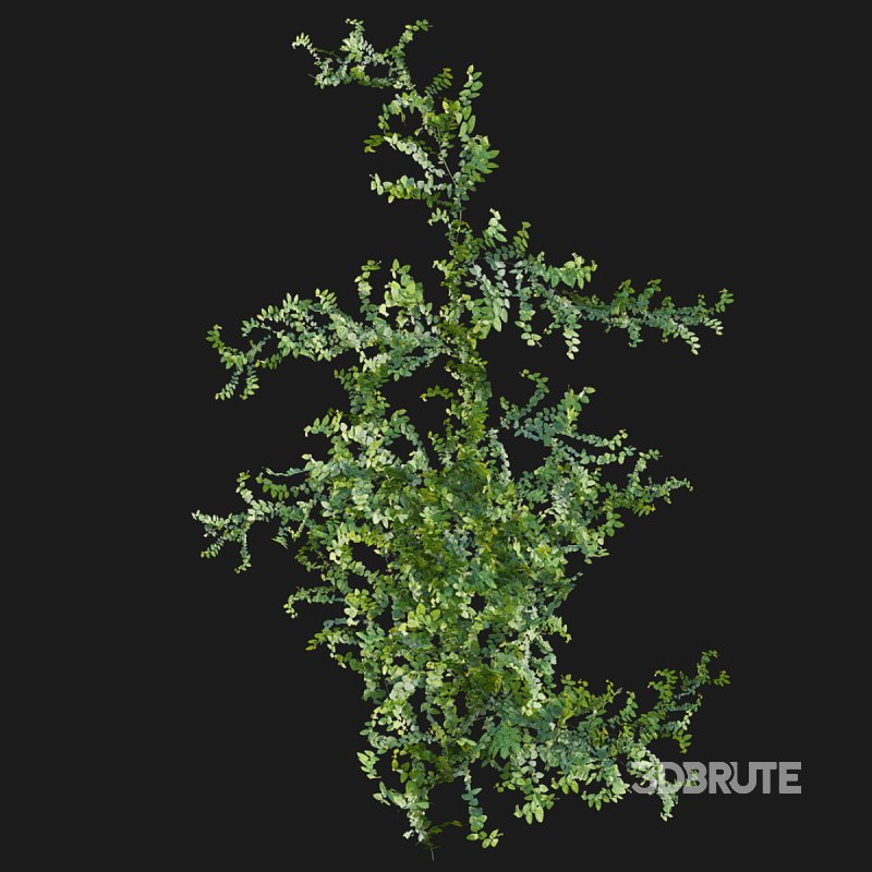 Moraceae – Ficus pumila Image 6