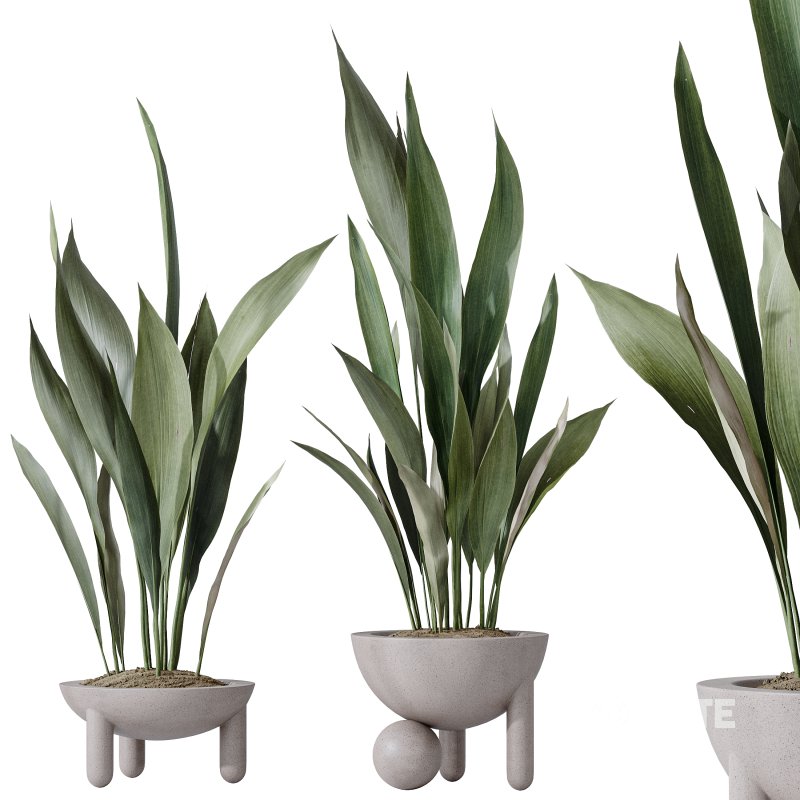 AV Indoor plants set 183 Mission Arbequina Olive and Aspidistra Elatior Cast iron and Ravenala Banana Strelitzia Nicolai Image 3