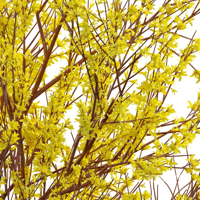 Forsythia Suspensa – Weeping Forsythia Image 2