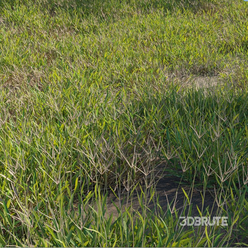 Cynodon dactylon – dry 02 Image 1