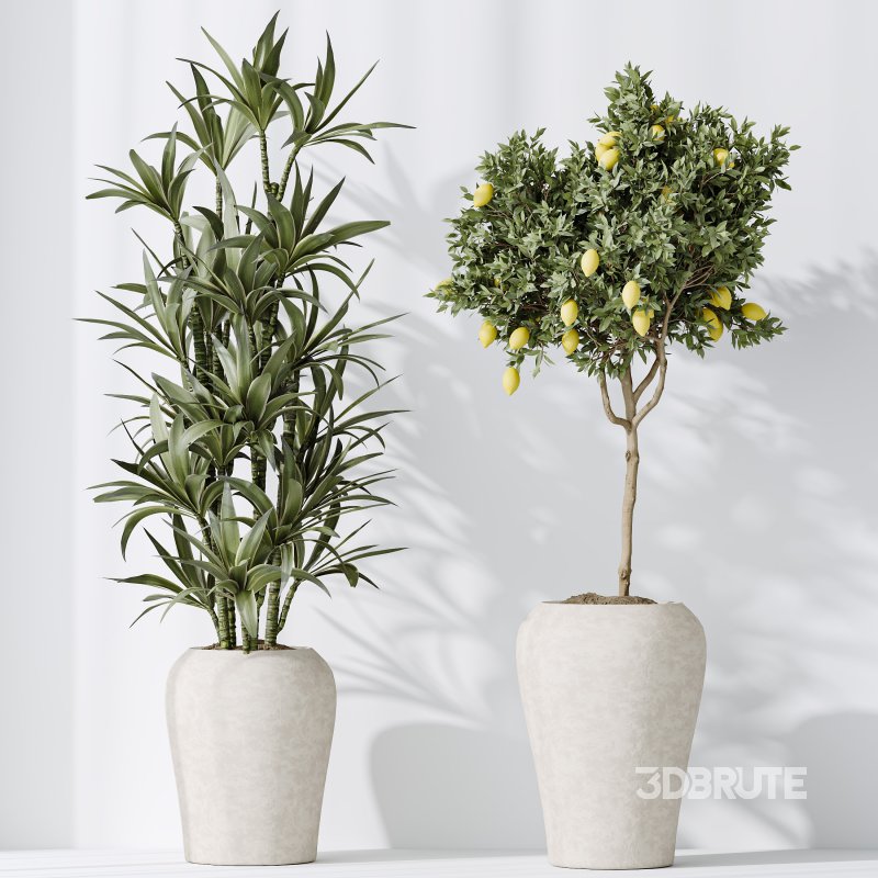 AV Indoor plants set 190 Mandarin Citrus Fruit Lemon and Ficus Binnendijkii and Lemon Lime Cane Dragon and Bird Of ParadiseBird Image 5