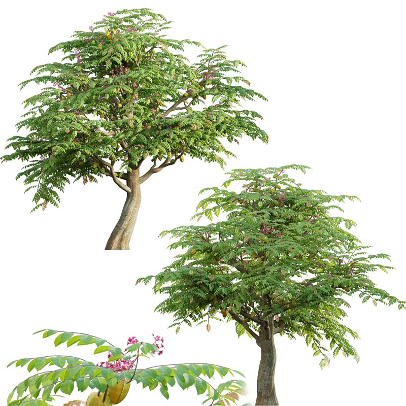 Averrhoa carambola – Starfruit tree 03 Image 1