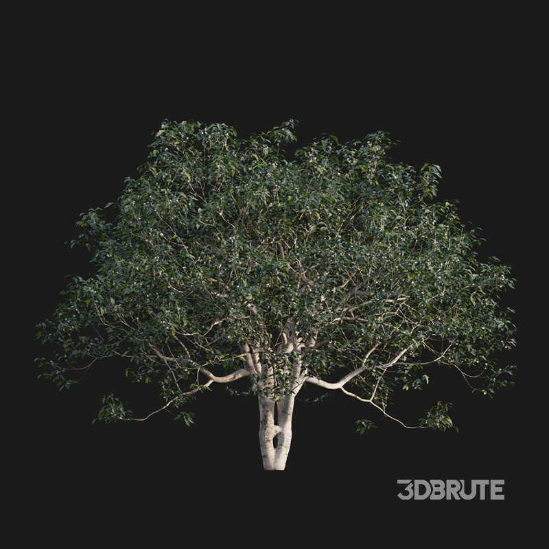 Osmanthus fragrans 03 Image 2