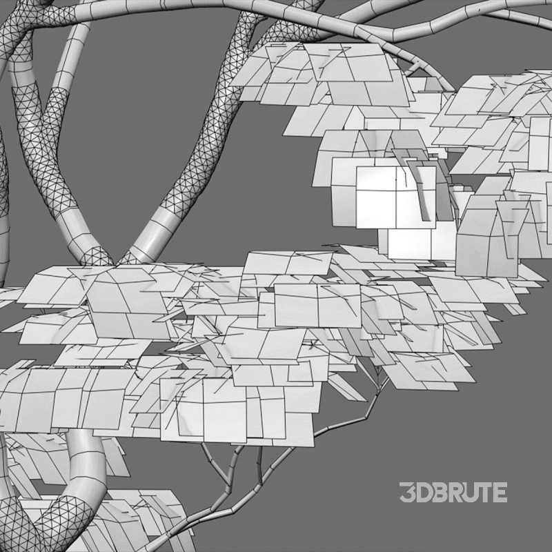 Japanese maple – Acer palmatum 01 Image 7