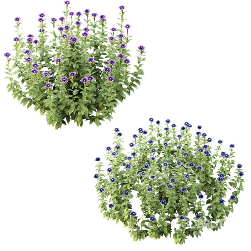 Wild flower bush Image 5