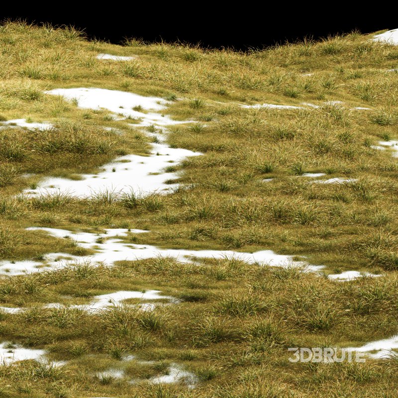 AV 20 different grass Stipa arundinacea Anemanthele lessoniana and Stipa arundinacea Sweet Grass Image 5