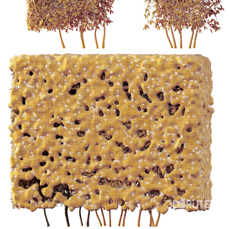 AV Plants Dwarf Yaupon Holly Box Hedge Winter Snow Image 3