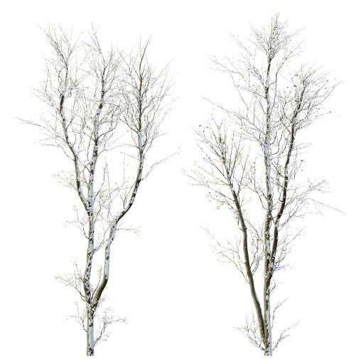 AV Plants Celtis Australis Winter Snow