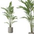 AV Indoor plants set 188 Mission Kalamata Leccino Arbequina Olive and Ficus Cyathistipula and Mountain Kentia Palm - Thumbnail 2