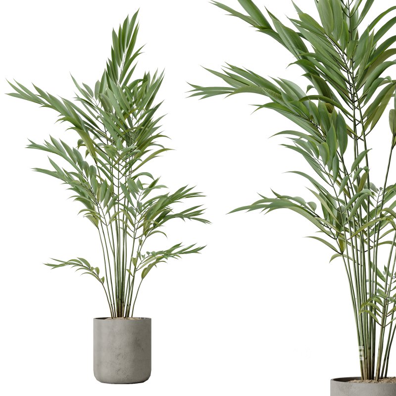 AV Indoor plants set 188 Mission Kalamata Leccino Arbequina Olive and Ficus Cyathistipula and Mountain Kentia Palm Image 2