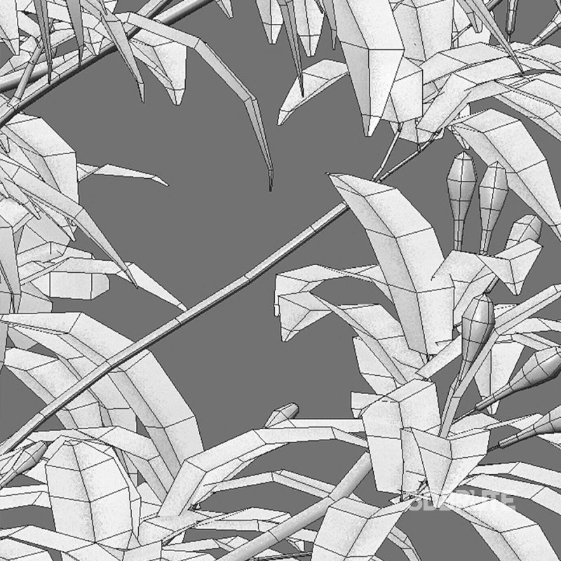 Wrightia antidysenterica Image 7