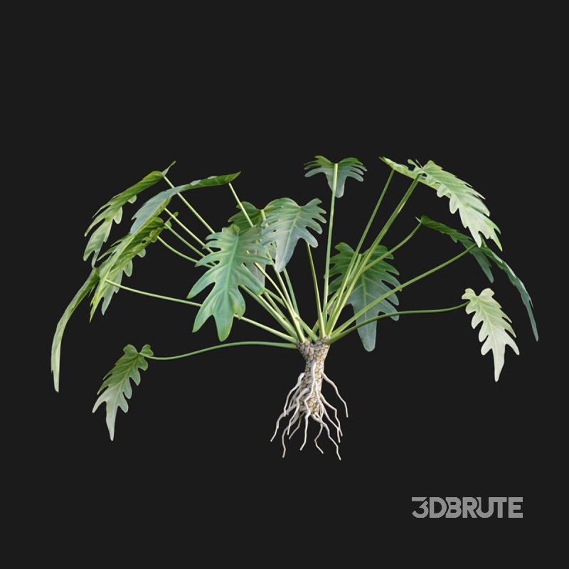 Philodendron xanadu Image 3