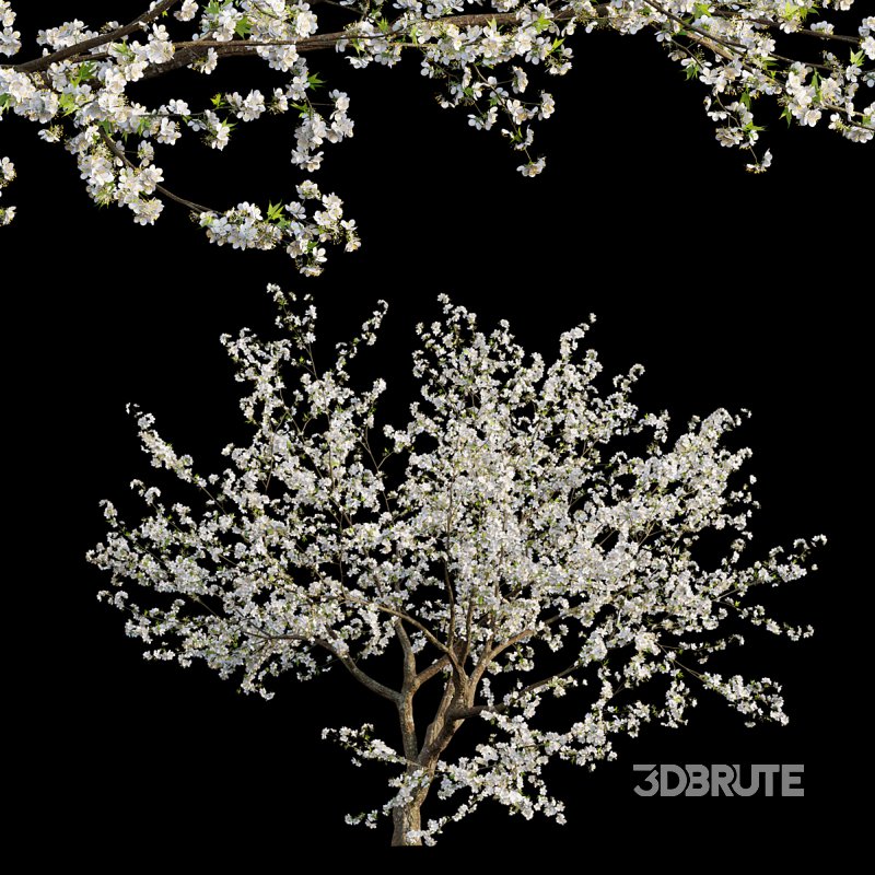 Prunus salicina – Chinese Plum – Japanese Plum 05 Image 1