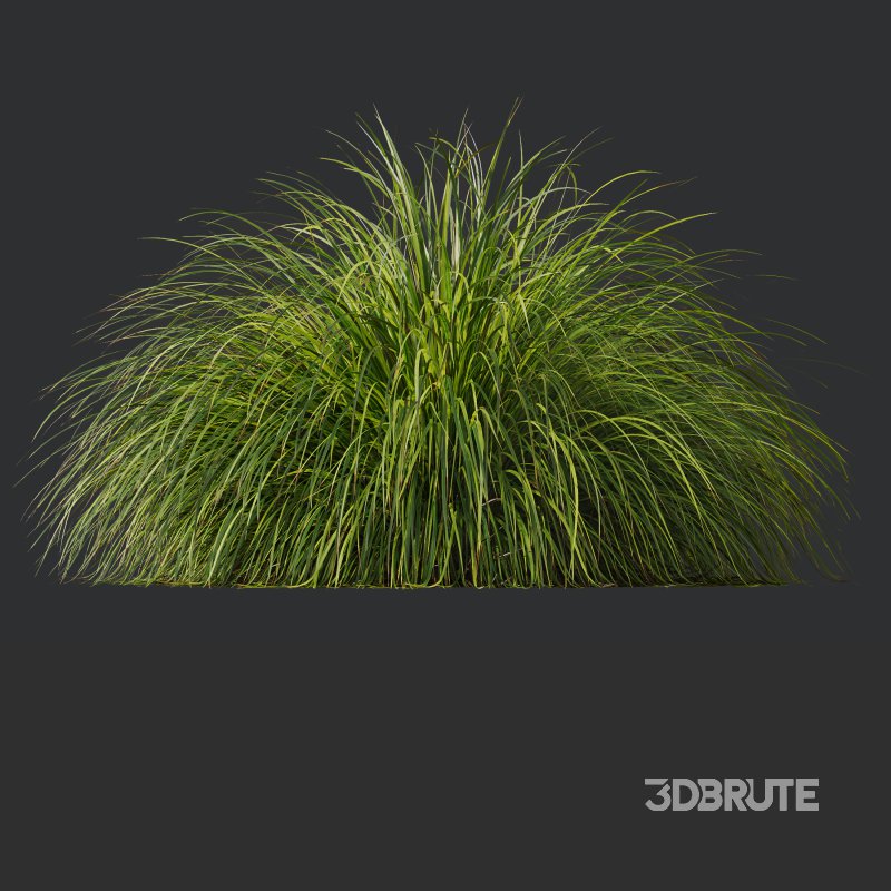 AV Calamagrostis Acutiflora Karl Foerster and Carex Elata Aurea Grasses Image 6