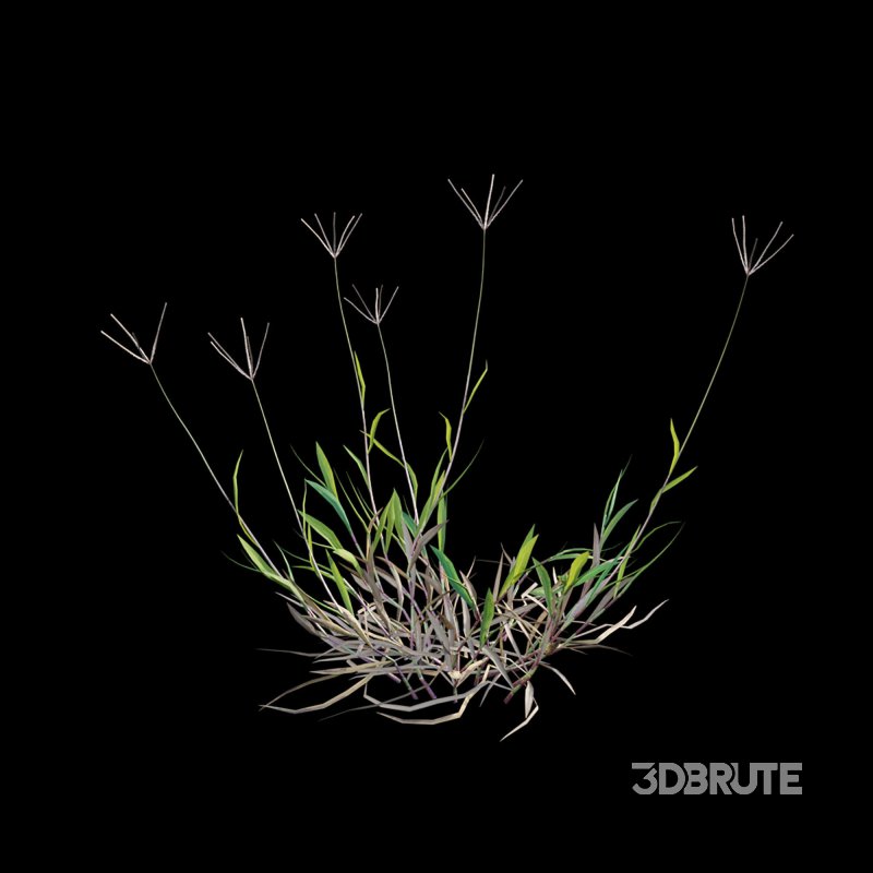 Cynodon dactylon – dry 02 Image 7