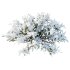 AV Plants Juniperus Sabina Winter Snow - Thumbnail 1