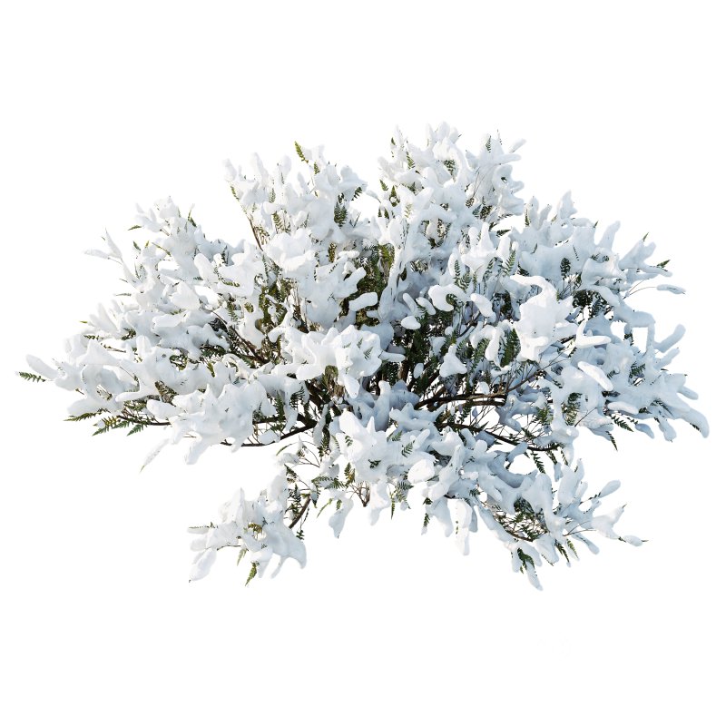 AV Plants Juniperus Sabina Winter Snow Image 1