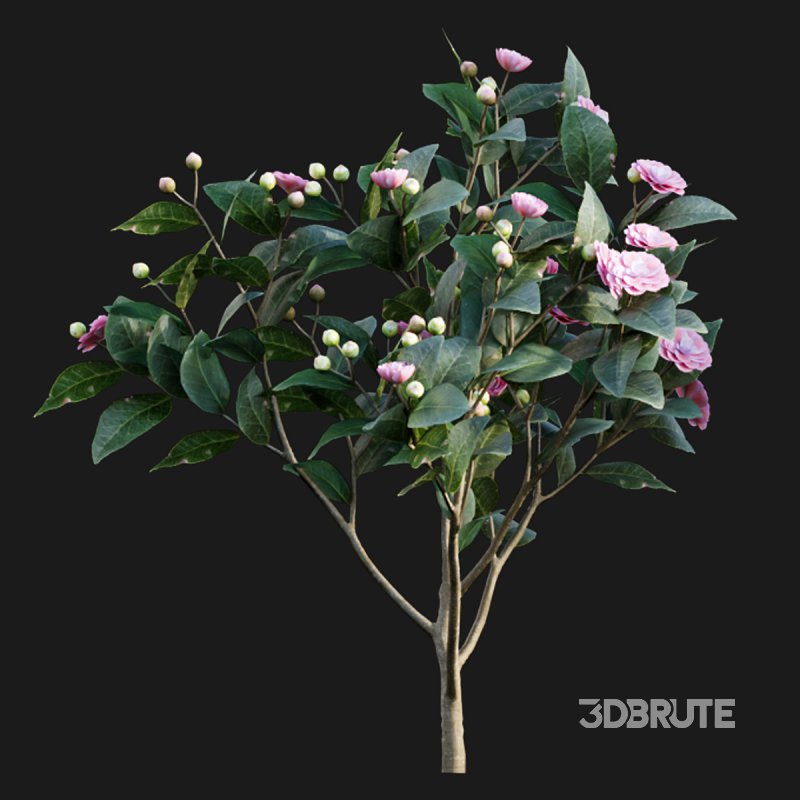 Camellia japonica – Japanese camellia 01 Image 2