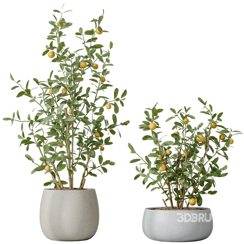 AV Indoor plants set 179 Mission Arbequina Olive and Ficus Robusta Abidjan and Mandarin Citrus Fruit Bonsai Orange Tree Image 2