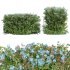 AV Ceratostigma Plumbaginoides Bleiwurz Bush - Thumbnail 1