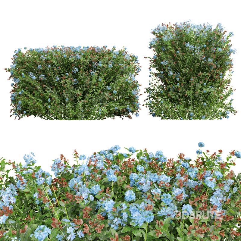 AV Ceratostigma Plumbaginoides Bleiwurz Bush Image 1