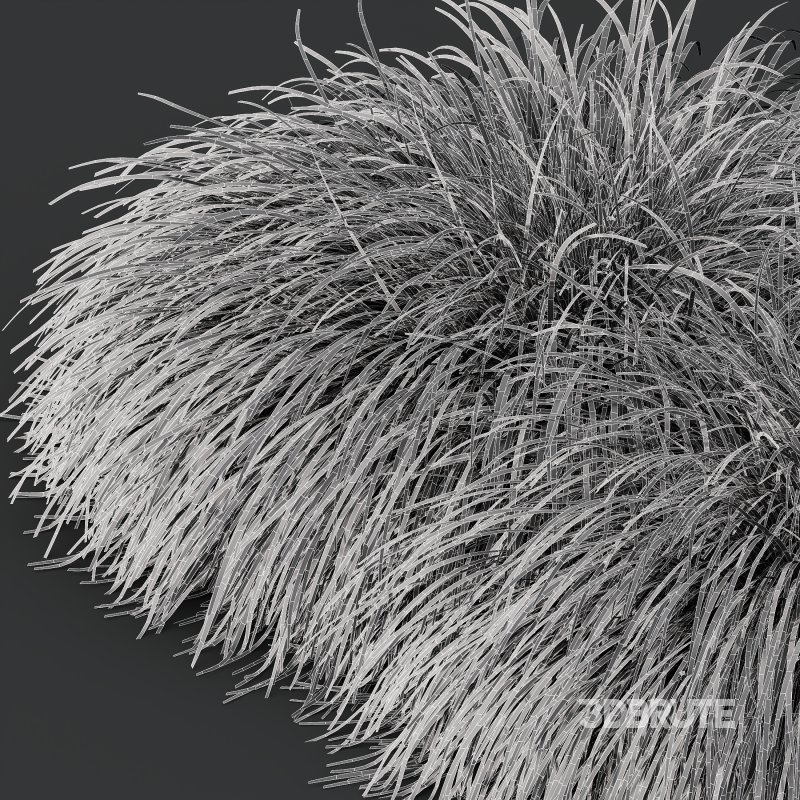 AV Calamagrostis Acutiflora Karl Foerster and Carex Elata Aurea Grasses Image 9