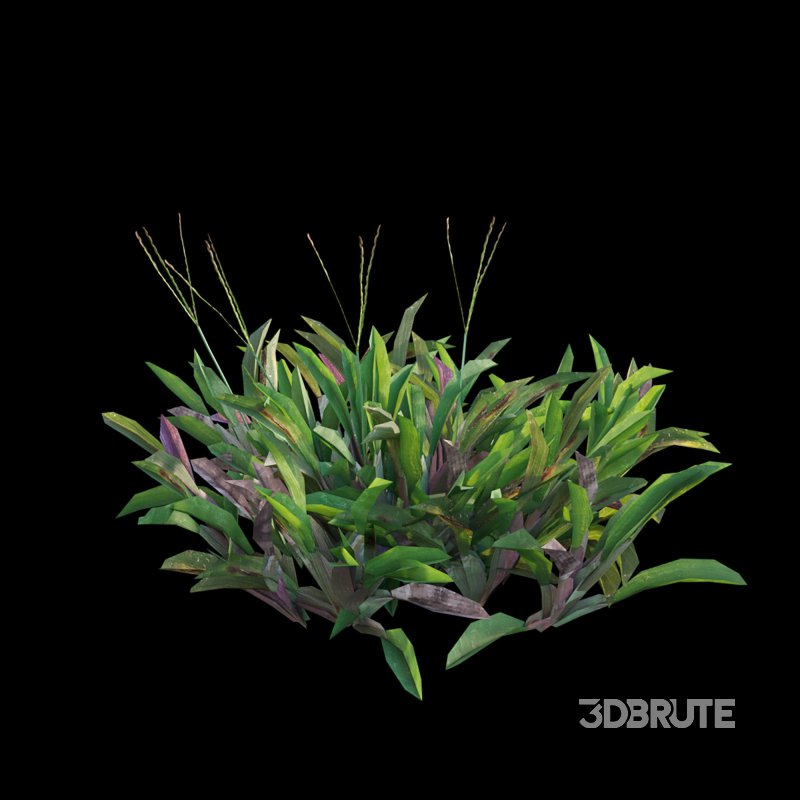 Axonopus Compressus Set 02 Image 5