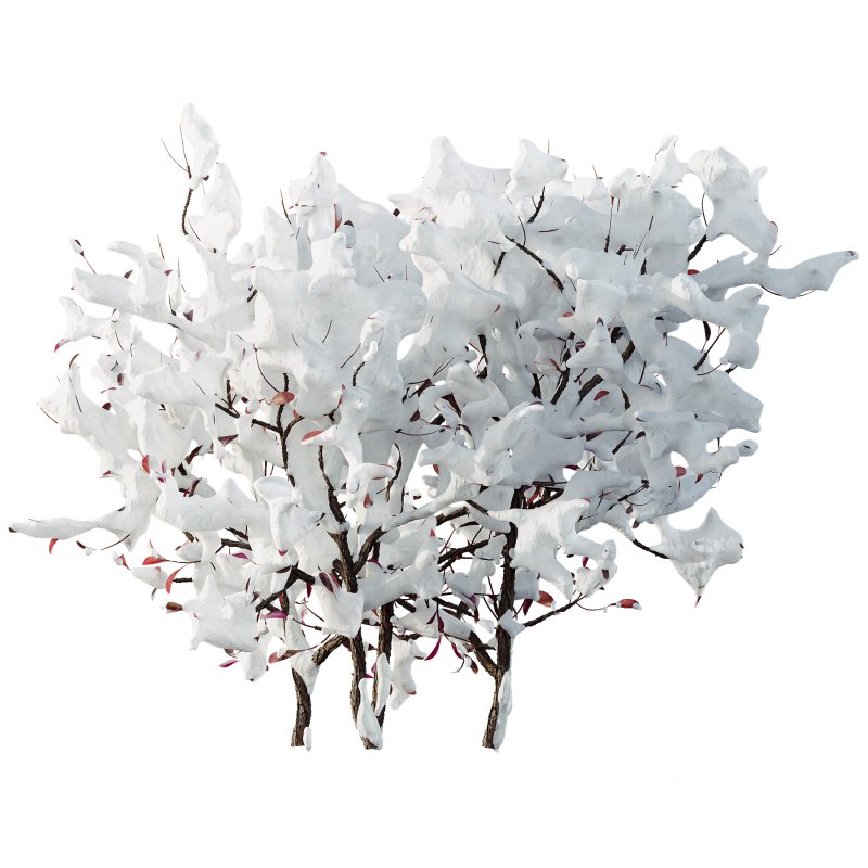 AV Plants Myrica Morella Pennsylvania Bayberry Candleberry Northern Winter Snow Image 2