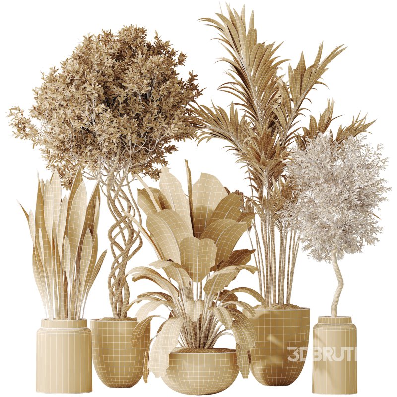 AV Indoor plants set 182 Areca Majesty Palm and Ficus Elastica Robusta and Olive Elegant Mission and Green Sansevieria Image 8