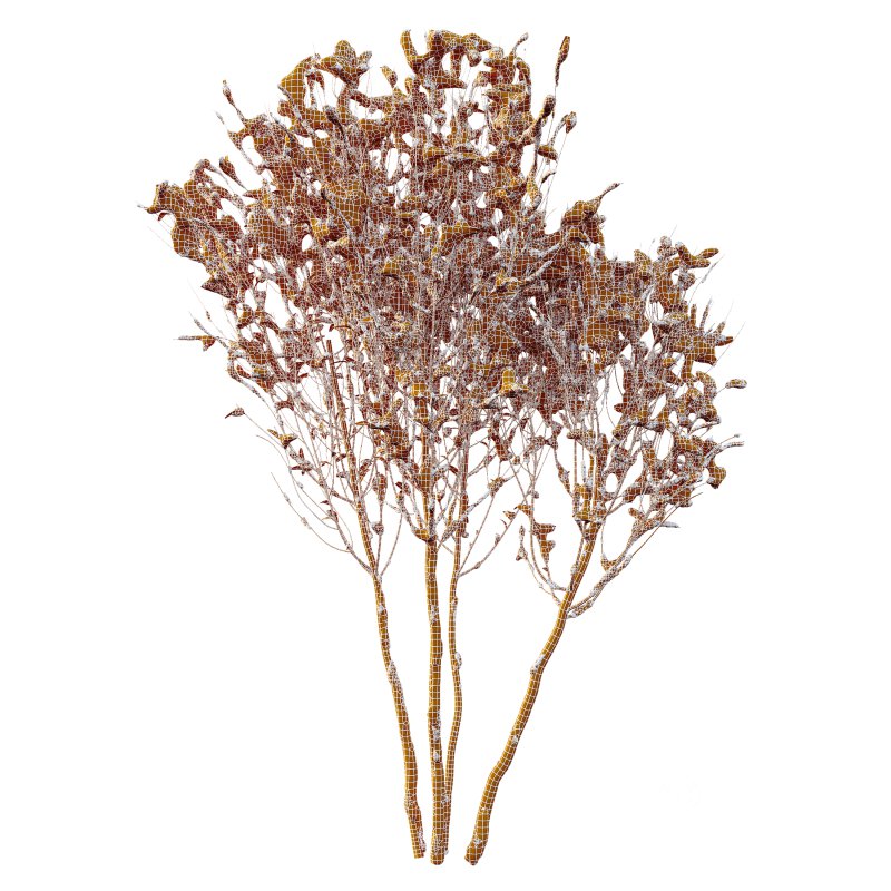 AV Plants Myrtle White flower Winter Snow Image 3