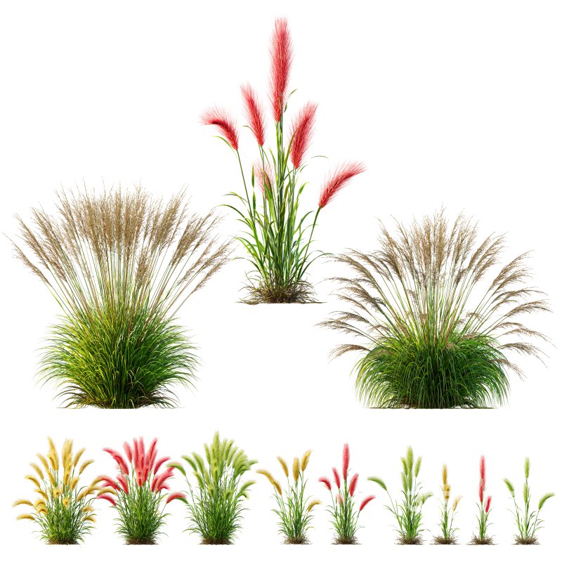 AV 11 different Grasses Image 9