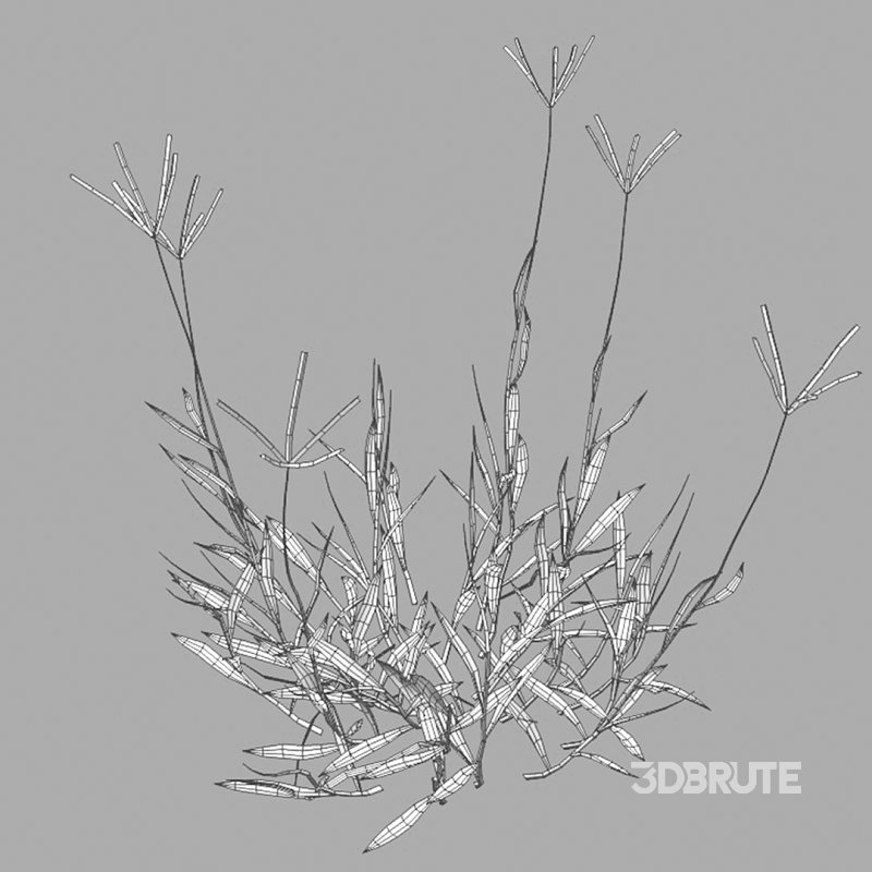 Cynodon dactylon – dry 02 Image 8