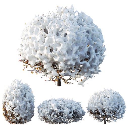 AV Plants Ligustrum Quihoui Privet Pruned Sphere Winter Snow