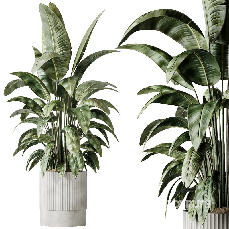 AV Indoor plants set 183 Areca Majesty Palm and ParadiseBird and Lemon Lime Cane Dragon and Olive Artificial and Aloifolia Rostrata Palm Image 2