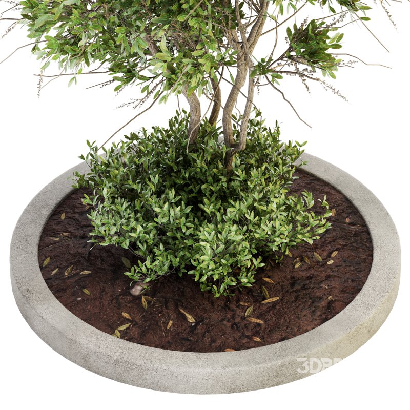 Outdoor Plant Set 011 Image 3