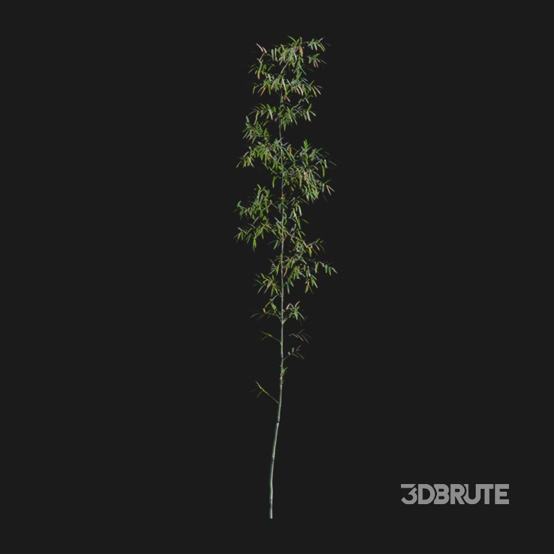 Bamboo – Bambusa lako 02 Image 4