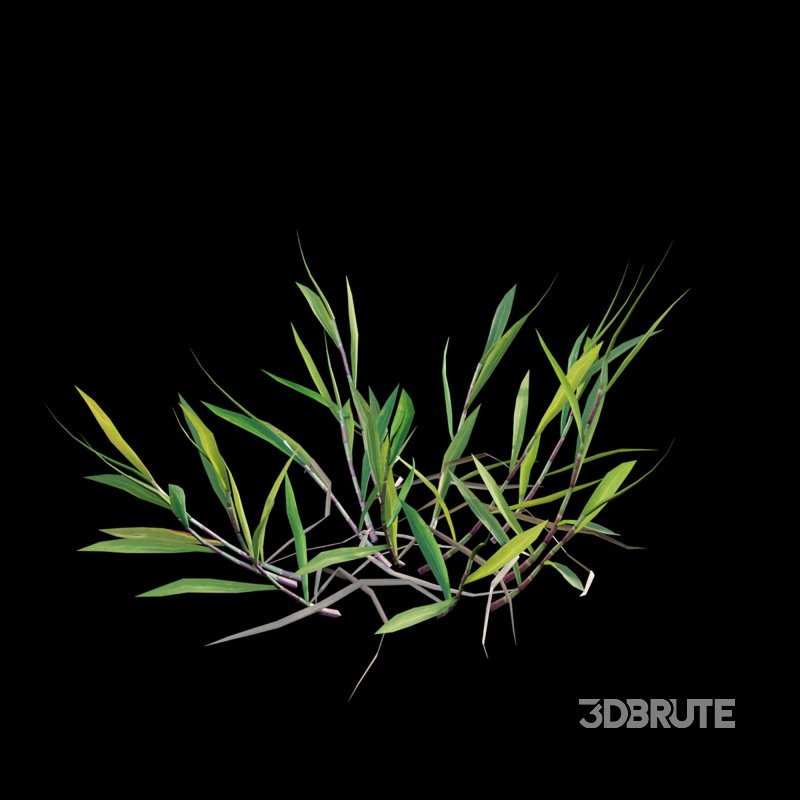 Cynodon dactylon – cut 01 Image 3