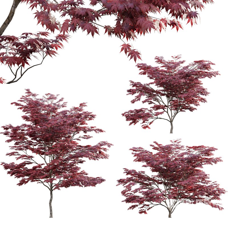 Japanese maple – Acer palmatum 01 Image 1