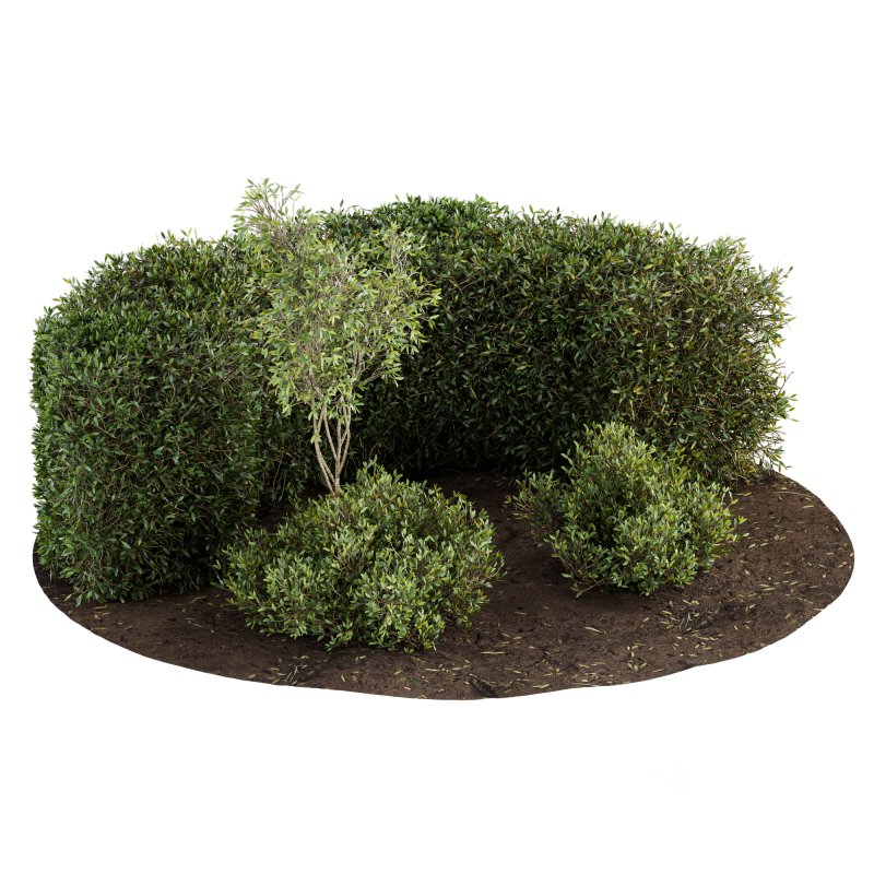 Outdoor Plant Set 08 Image 2