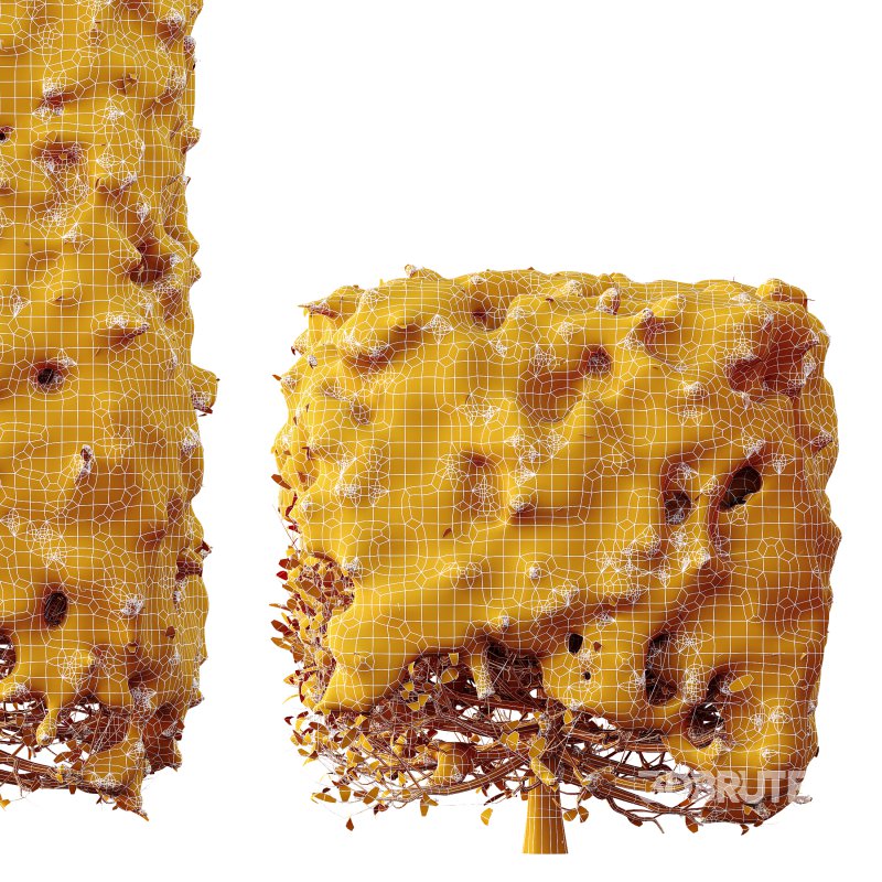 AV Plants Ligustrum Quihoui Privet Pruned Box Winter Snow Image 4