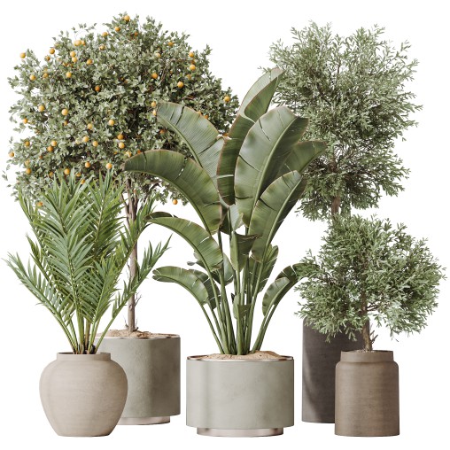 AV Indoor plants set 185 Olive Elegant Mission and Mandarin Citrus Fruit Orange Tree and Areca Palm and Ravenala Banana Strelitzia Nicolai