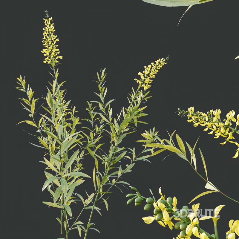 AV 7 different bush Linaria Vulgaris Yellow Toadflax and Gypsophila Paniculata Snowflake Breath Image 3