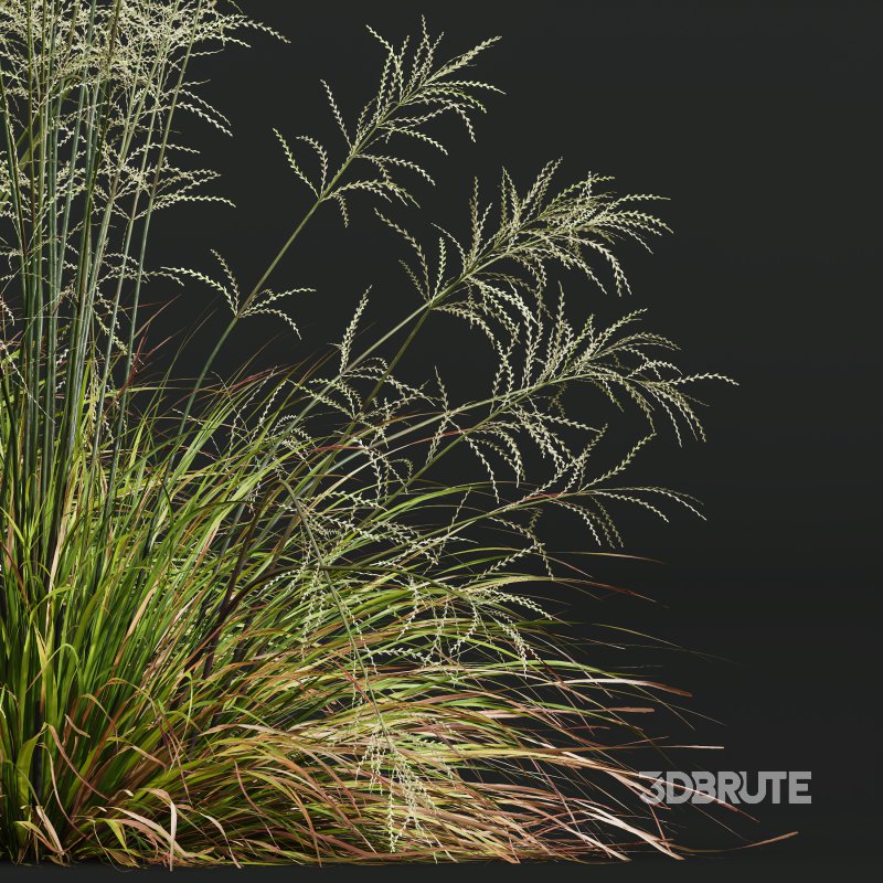 AV 20 different grass Stipa arundinacea Anemanthele lessoniana and Stipa arundinacea Sweet Grass Image 4
