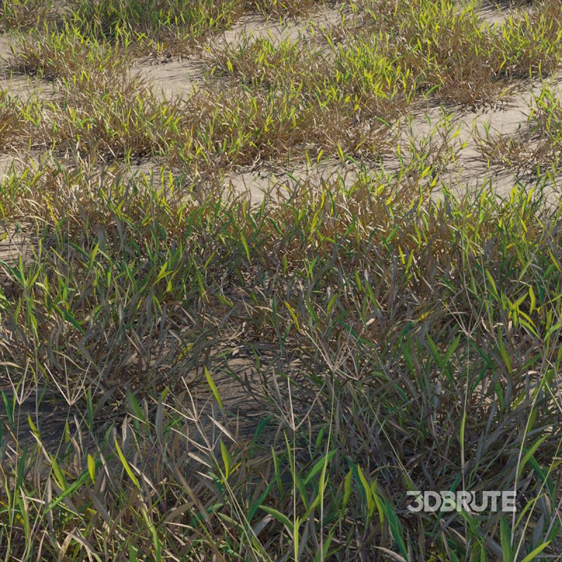 Cynodon dactylon – dry 01 Image 2