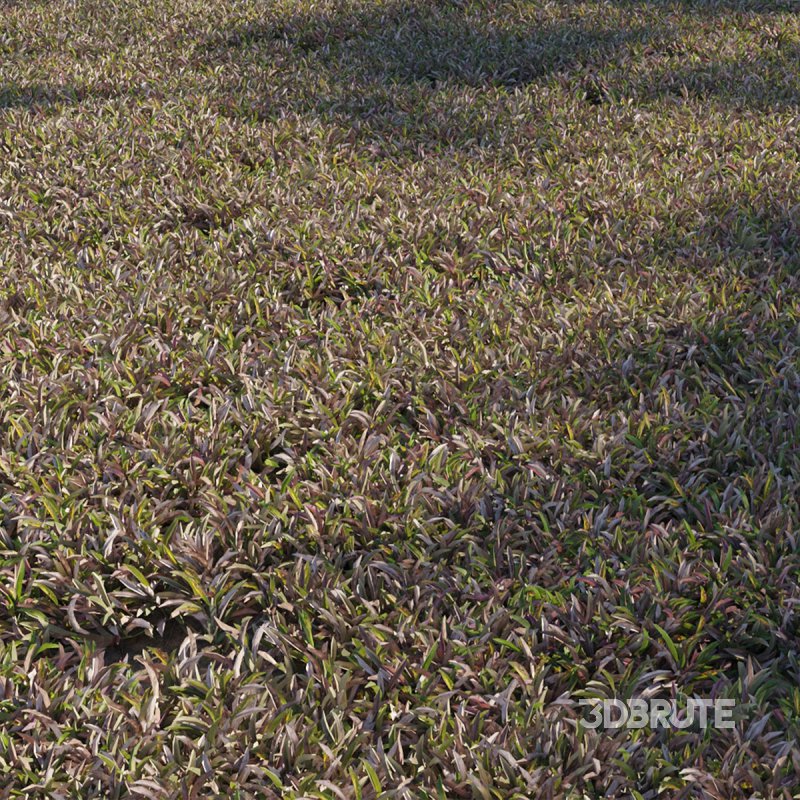 Axonopus compressus_old Image 1