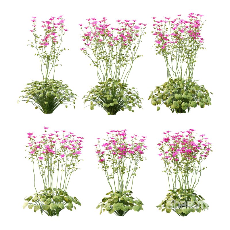 comes from the Greek word geranos meaning crane in reference to the fruit which purportedly resembles the head and beak of a crane. Image 4