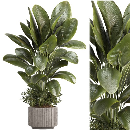 Indoor plant 06