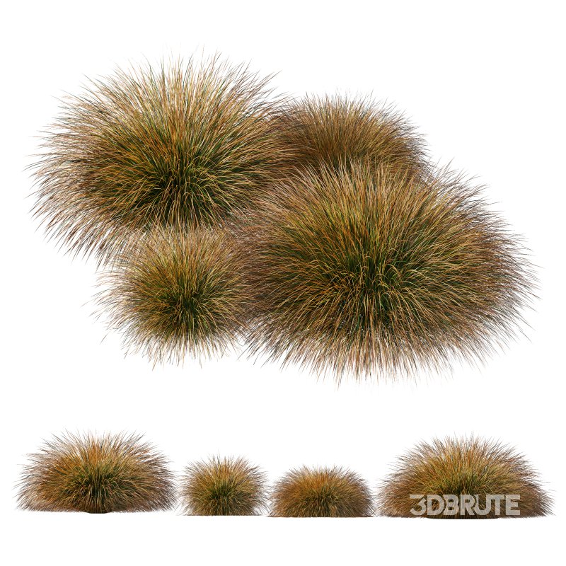 AV Carex Testacea Orange Sedge Grass Prairie Fire Image 11