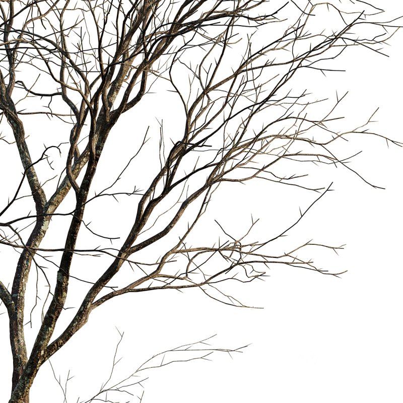 Prunus persica – Peach trees – Nectarine trees – Winter Image 2