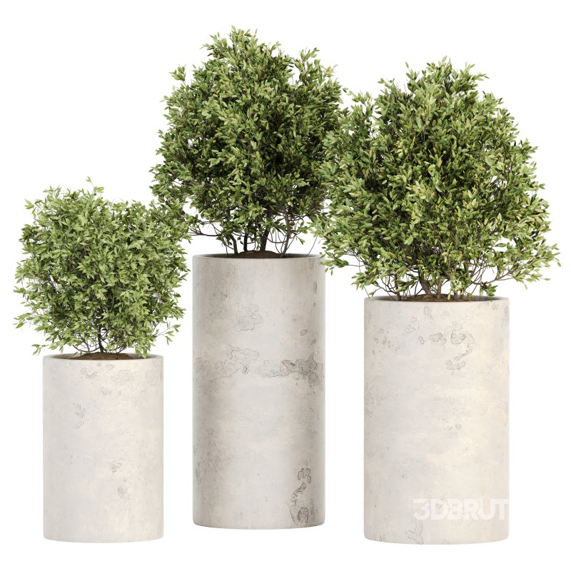 Outdoor Plant Set 013 Image 1